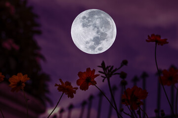 Fototapeta na wymiar Full moon on the sky with silhouette flowers. 