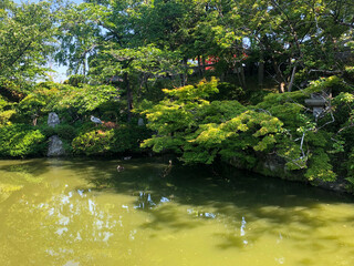 pond in the park