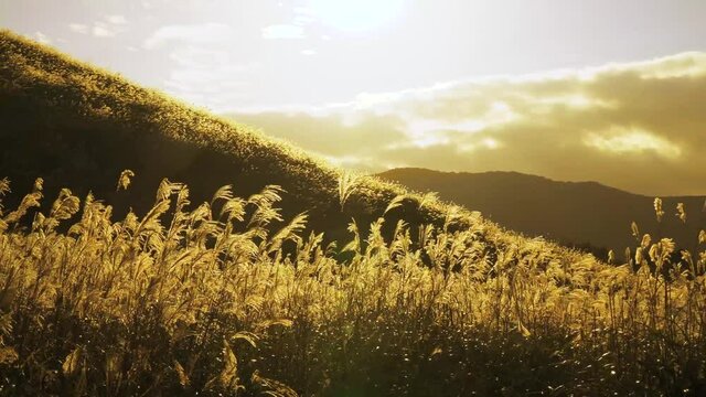 Japanese pampas grass field in Hakone, Japan.