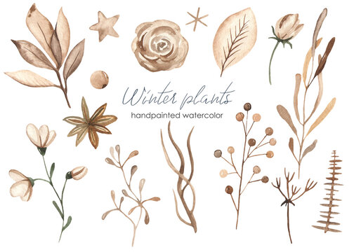 Winter christmas plants brown color leaves, twigs, flower, foliage watercolor set
