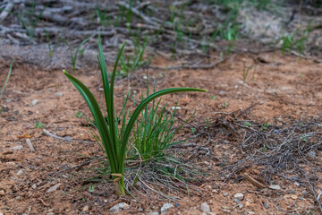 Long blades of grass