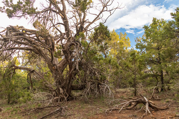 Tree in the forest