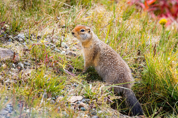 Cute Arctic ground squirrel close up portrait from Alaska