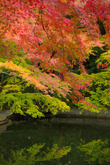 清水寺境内の紅葉