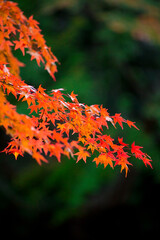 清水寺境内の紅葉