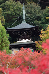 Obraz premium 永観堂多宝塔と紅葉