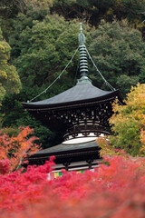 Obraz premium 永観堂多宝塔と紅葉