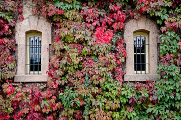 Fototapeta na wymiar wall covered with colored vines
