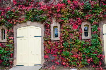 Fototapeta na wymiar Winery covered with fall colored ivy