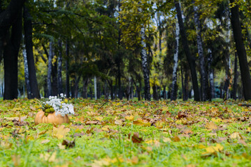 The pumpkin in the autumn park