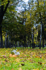 Autumn landscape in the city park. A pumpkin and old leaves on the ground.
