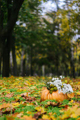 The pumpkin in the autumn park