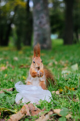 The red squirrel in the city park.