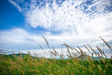 Grass and blue sky background picture