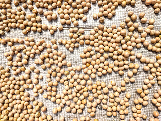 This is white vatana close-up detail shot in the daytime in the India.