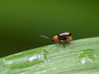 Macro Photo of Little Beetle on Green Leaf Isolated on Background