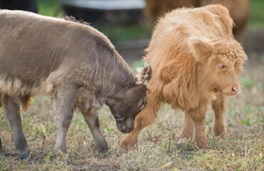 Fototapeta premium two calves baby scottish highland cows playing with each other in paddock on rural setting on small hobby farm
