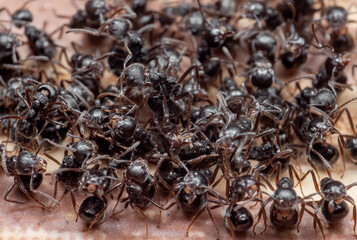 Macro Photo of Group of Black Ants are Sitting on The Floor