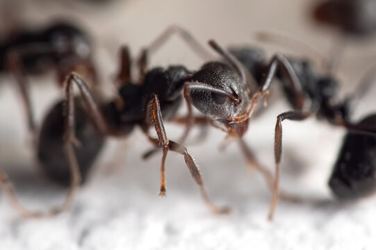 Macro Photo of Black Ant is Sitting on White Floor