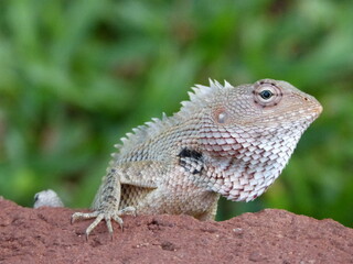 Lizard