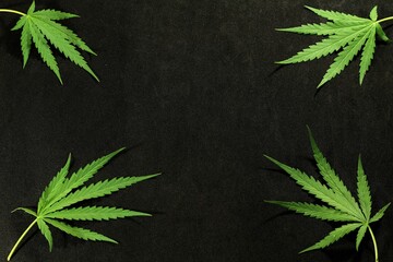 Green marijuana leaf placed on a black background.