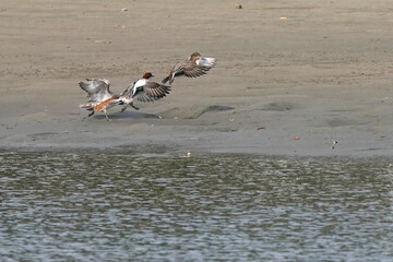 ducks in flight