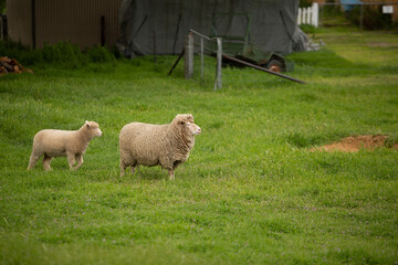 View of a Ewe and her lamb in a lush green paddock
