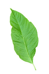 Green leaves on a white background