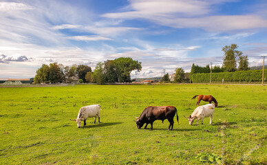 Cows grazing grass on the field. Selective focus, travel photo.