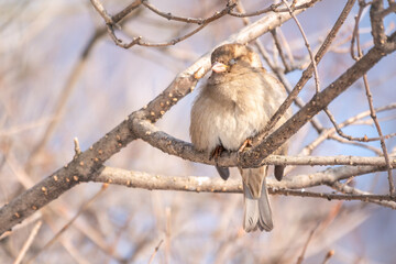 Sparrow sits on a branch without leaves with snow.