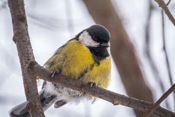 Cute bird Great tit, songbird sitting on a branch without leaves in the autumn or winter.