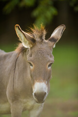 Cute donkey portrait with long ears, one ear back listening pet animal grey and white in a rural setting on small hobby farm 