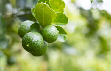 Lime on the tree In the organic garden
