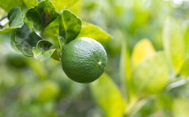 Lime on the tree In the organic garden
