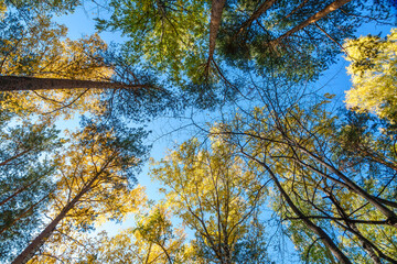 Tree tops in the autumn forest, a view from the bottom upward on blue sky background.