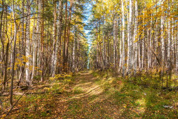 Fototapeta premium Trail with fallen leaves in an autumn pine forest or park.