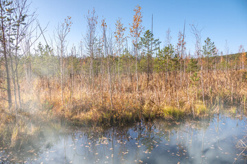 Swamp shore in the autumn forest. Fog on the water
