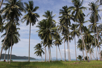 Fototapeta na wymiar Palm trees with sunny day. Tropical jungle. Thailand, Koh Samui island.