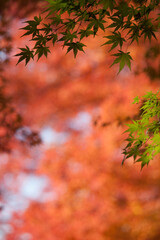 河口湖の紅葉