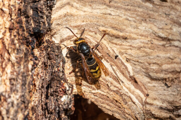 The European hornet, lat. Vespa crabro, is the largest eusocial wasp native to Europe