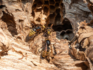 The European hornet, lat. Vespa crabro, is the largest eusocial wasp native to Europe
