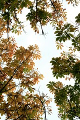 トチの木の紅葉