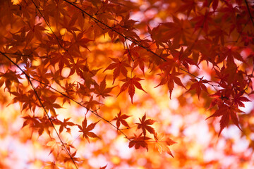 河口湖の紅葉