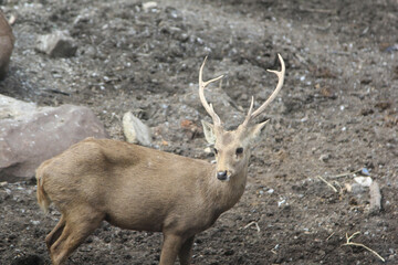 Brow Antler deer, Eld's deer, Cervus Eldi , standing motionless in puddle of water against natural forest background in a zoo