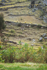 Animales acarreados a través del camino de la montaña en Ayacucho