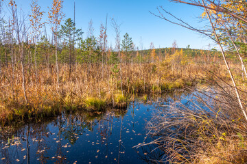 Swamp shore in the autumn forest.
