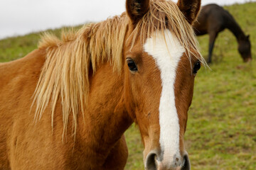Fototapeta premium Japanese Horse.