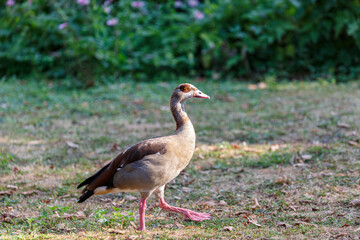 Obraz na płótnie Canvas Egyptian goose on grass in park