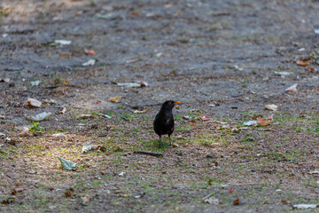Blackbird walk in a park