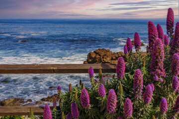 Calm Pacific Ocean with purple flowers and a rustic fence in the foreground